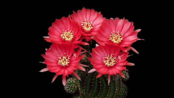 식물 계절 꽃잎 꽃 컬러 꽃다발 꽃무늬 모션 자연 선인장 사람없음 장식 가로 컬러풀 봄 펼침 낭만 성장 신선 오픈 개화 변화 속도 원예 동영상 생존 4K 타임랩스 MOV 해외동영상 클립영상 컨셉 무늬 촬영기법 취미 생태계 파일형식