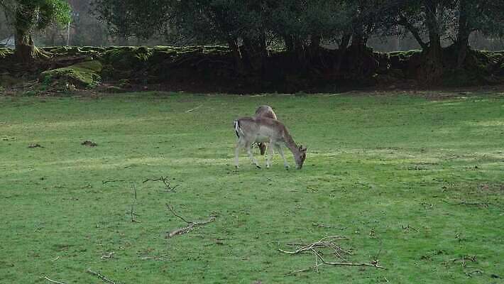 동물 남자 야생동물 밭 농업 포유류 자연 초식동물 영국 잉글랜드 뿔 사람없음 야외 초록색 울타리 농장 갈색 달러 군중 숲 방목 먹기 내추럴 동물상 수유 아기사슴 콘월 반추동물 4K MP4 해외동영상 클립영상 유럽 산업 새끼 컬러 돈 모션 사슴 사람 담장 조형물 축산업 생태계 동영상 파일형식