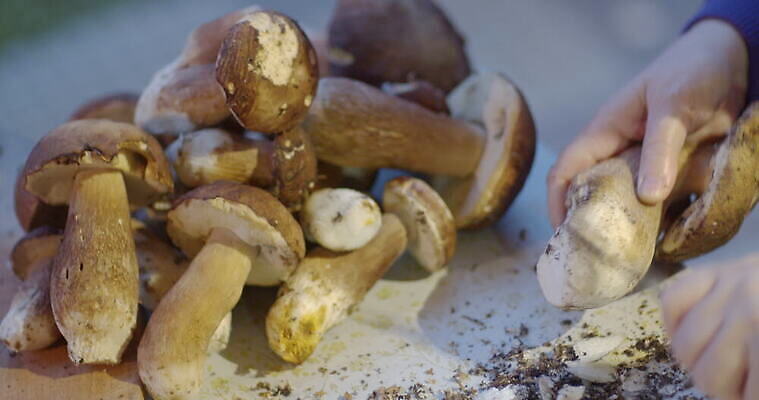 손 여자 음식 사람없음 버섯 신선 그룹 칼 작음 큼 왕 청소 준비 먼지 곰팡이 그물버섯 번 페니 많음 4K MOV 해외동영상 클립영상 빵 컨셉 사람 신체부위 동전 크기 동영상 파일형식