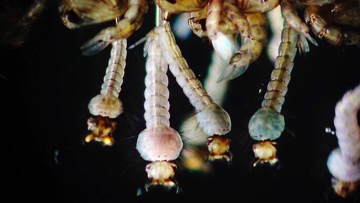 동물 야생동물 바다 곤충 자연 무척추동물 사람없음 물 환경 바닷속 수중 지중해 생태계 생물학 수족관 애벌레 토막 동물상 모기 생태학 우크라이나 4K 저서생물 MP4 해외동영상 클립영상 자연요소 교육 유럽 생물 조형물 해충 벌레 동영상 파일형식