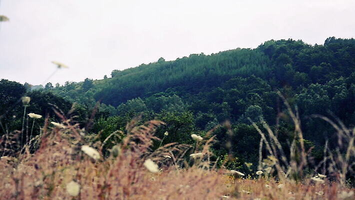나무 벽 백그라운드 농업 건축양식 자연 산 주택 사람없음 건물 목재 농장 문 수확 골동품 시골 숲 시설 복고 수납 헛간 외양간 그런지 서쪽 옛날 패닝샷 MOV 해외동영상 클립영상 식물 건축물 건축 산업 재료 촬영기법 방향 생태계 저장고 동영상 파일형식