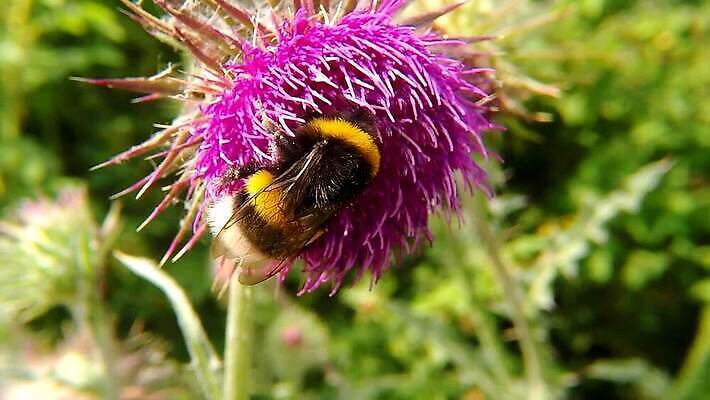 식물 동물 꽃잎 꽃 야생동물 곤충 자연 사람없음 컬러풀 검은색 들꽃 모임 벚꽃 수집 제비꽃 묘사 꽃가루 꿀 엉겅퀴 내추럴 동물상 호박벌 HD MP4 해외동영상 클립영상 컬러 조형물 벌_곤충 가루 생태계 동영상 파일형식