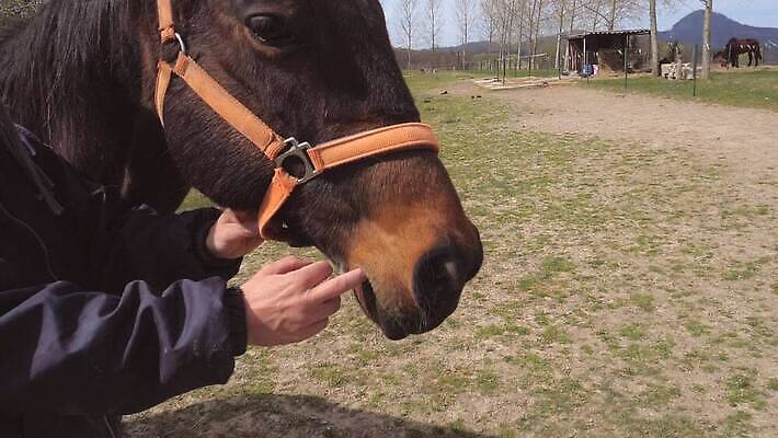 줄 농업 통신 협력 사탕 사람없음 울타리 농장 간호사 입 카우보이 치아 호흡 설탕 입술 직원 국수 치과의사 목 턱 토막 노즐 방목장 총구 치아교정 MP4 해외동영상 클립영상 산업 음식 디저트 신체부위 담장 의료진 의사 면류 소화기관 교정 동영상 파일형식