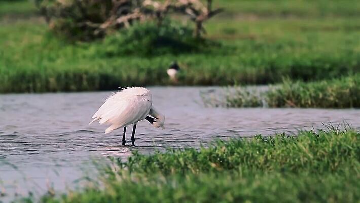 동물 유럽 아시아 야생동물 자연 조류 바람 국립공원 사람없음 강 흰색 보호 습지 사파리 네팔 갈기 물새 서식지 석호 몸단장 스리랑카 MOV 해외동영상 클립영상 자연요소 공원 나라 컬러 컨셉 날씨 생태계 동영상 파일형식