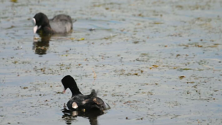 동물 1 야생동물 백그라운드 자연 조류 사람없음 야외 빨간색 물 파란색 뷰티 검은색 수영 흰색 연못 깃털 부리 물새 내추럴 유라시아 MOV 해외동영상 클립영상 자연요소 유럽 아시아 컬러 수상스포츠 생태계 동영상 파일형식