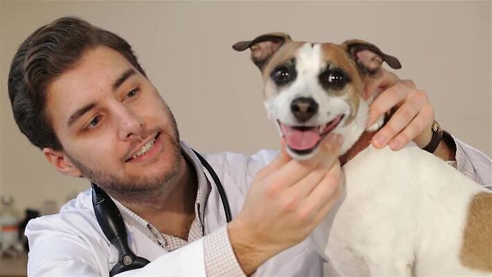 동물 백인 직업 응시 남자 행복 관계 병원 종류 한명 서기 미소 치료 약 침묵 코트 흰색 잡기 닫기 개 쥐 테리어 부드러움 목 잭 잡종 수의사 송곳니 기르기 돌봄 섞기 MP4 해외동영상 클립영상 서양인 1 시선 감정 컬러 포유류 의학 모션 표정 사람 신체부위 소리 외투 의사 감각 치아 설치류 동영상 파일형식