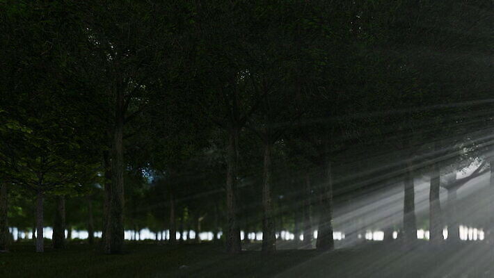 나무 식물 계절 공원 길 여행 백그라운드 잎 자국 자연 아침 풍경 사람없음 야외 목재 초록색 여름 빛 햇빛 태양 일출 어둠 황혼 일몰 새벽 안개 가을 소나무 황무지 저녁 숲 신비 공상 마법 내추럴 뿌연 삼림지대 MOV 해외동영상 클립영상 주간 자연요소 공공시설 컬러 컨셉 재료 날씨 노을 야간 생태계 동영상 파일형식