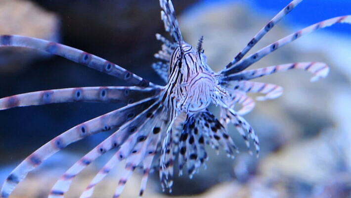 동물 바다 어류 사람없음 빨간색 바닷속 산호 암초 수족관 동물상 MOV 해외동영상 클립영상 컬러 조형물 수중 수중동물 자포동물 동영상 파일형식