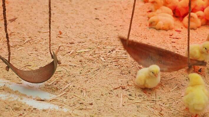 동물 조각 백그라운드 모션 놀이 조류 휴식 디저트 부활절 함께함 병아리 사람없음 목재 장식 빨간색 울타리 달리기 농장 노란색 파티 점프 봄 흰색 시골 램프 신생아 닫기 작음 먹이 먹기 깃털 그네 유기농 방목장 설치 적외선 톱밥 4K MP4 해외동영상 클립영상 나무 웰빙 계절 기념일 음식 컬러 컨셉 농업 재료 조명 이벤트 담장 아기 크기 가루 동영상 파일형식