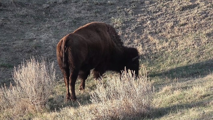 동물 공원 남자 야생동물 포유류 자연 털 사람없음 여름 갈색 계곡 미국 군중 방목 들소 황소 짝짓기 와이오밍 전국 4K MP4 해외동영상 클립영상 계절 공공시설 컬러 북아메리카 사람 소 축산업 생태계 동영상 파일형식