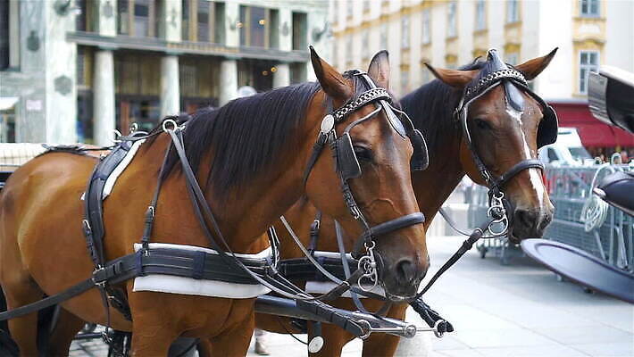 동물 전통 커플 외관 유럽 문화 여행 포유류 휴가 거리 사람없음 건물 여행객 카트 궁전 조약돌 흰색 도시 쌍 센터 역사 비엔나 오스트리아 고급 귀 마차 타운 랜드마크 수도권 스타일 MOV 해외동영상 클립영상 건축물 나라 교통수단 컬러 컨셉 고건축 관계 사람 신체부위 돌_바위 지역 동영상 파일형식