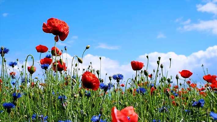 식물 계절 꽃잎 꽃 컬러 백그라운드 잎 꽃무늬 밭 농업 자연 하늘 사람없음 야외 빨간색 초록색 파란색 컬러풀 햇빛 맑음 봄 벚꽃 시골 신선 개화 허브 흔들림 양귀비 수레국화 4K MOV 해외동영상 클립영상 산업 무늬 모션 날씨 태양 생태계 동영상 파일형식