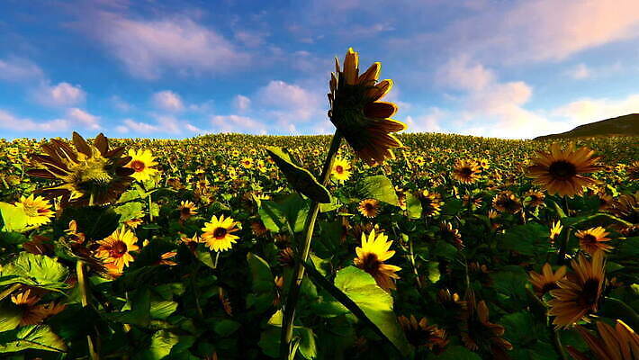 식물 계절 꽃 백그라운드 잎 농업 자연 하늘 해바라기 씨앗 풍경 초원 사람없음 야외 초록색 여름 파란색 햇빛 태양 농장 노란색 맑음 성장 벚꽃 농촌 시골 땅 MOV 해외동영상 클립영상 자연요소 산업 컬러 날씨 생태계 동영상 파일형식