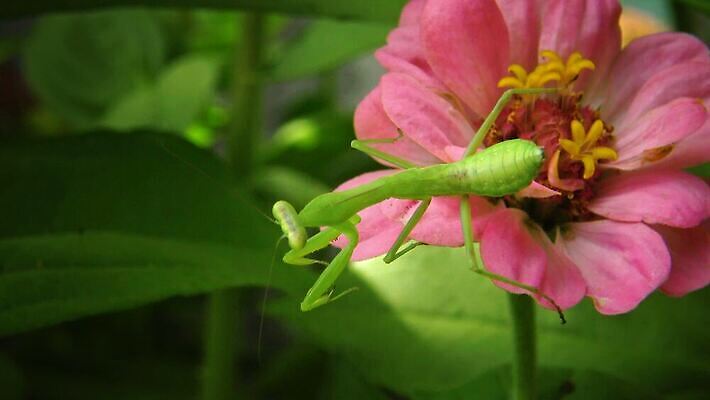 동물 여자 야생동물 곤충 잎 절지류 자연 무척추동물 안테나 사람없음 초록색 흰색 기도 육식동물 포식 4K MP4 해외동영상 클립영상 식물 컬러 통신 사람 생태계 동영상 파일형식