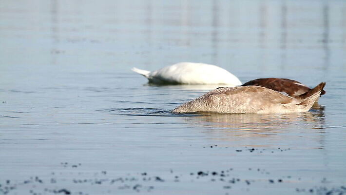 동물 디자인 호수 물결 야생동물 파도 날개 자연 조류 아침 오리 사랑 미술 사람없음 물 파란색 빛 강 반사 평화 귀여움 수영 거울 낭만 흰색 우아함 순수 깃털 부리 백조 물새 청둥오리 헝가리 단아함 많음 MOV 해외동영상 클립영상 주간 자연요소 감정 바다 컬러 컨셉 문화예술 수상스포츠 생태계 동영상 동유럽 파일형식