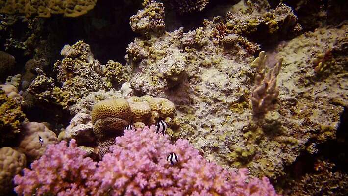 식물 동물 야생동물 바다 여행 무척추동물 이집트 어류 사람없음 물 바닷속 수중 수영 수중동물 산호 산호초 잠수부 생태계 다이빙 스쿠버다이빙 소금 암초 홍해 해파리 깊이 동물상 생태학 이국적 4K MP4 해외동영상 클립영상 자연요소 교육 아프리카 조형물 수상스포츠 수중식물 자포동물 전문직 동영상 수중스포츠 파일형식
