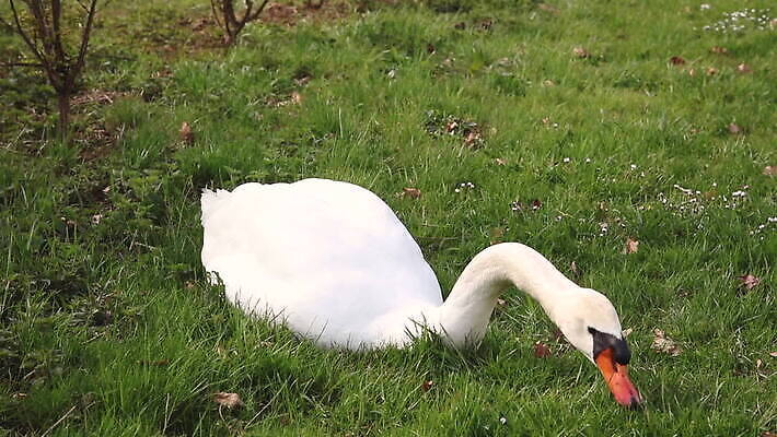 동물 공원 호수 야생동물 자연 조류 아침 오리 사람없음 야외 초록색 물 파란색 빛 식사 놀람 흰색 연못 우아함 먹기 기아 깃털 부리 백조 거위 단아함 벙어리 수유 MOV 해외동영상 클립영상 주간 자연요소 공공시설 감정 컬러 컨셉 모션 표정 사회이슈 생태계 동영상 파일형식