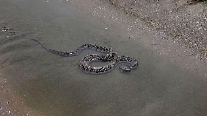동물 야생동물 파충류 자연 사람없음 야외 물 뱀 육식동물 내추럴 배수구 MOV 해외동영상 클립영상 자연요소 생태계 동영상 파일형식