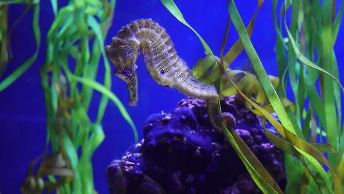 동물 바다 컬러 생물 어류 사람없음 옆모습 컬러풀 갈색 수중 수영 활발 용 해조류 싱글 다이빙 수족관 변장 해마 동물상 4K MP4 해외동영상 클립영상 뷰포인트 컨셉 조형물 바다동물 수중동물 수상스포츠 해양식물 동영상 수중스포츠 파일형식