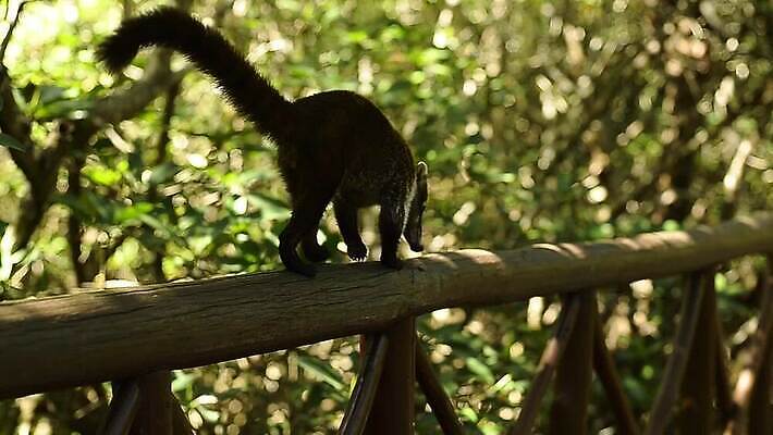 나무 동물 얼굴 야생동물 어린이 포유류 자연 털 동물원 사람없음 야외 갈색 환경 검은색 미국 군중 숲 열대우림 모피 코 꼬리 육식동물 새장 주둥이 남쪽 노려봄 돌봄 코스타리카 동정 자선단체 MP4 해외동영상 클립영상 식물 컬러 북아메리카 모션 표정 사람 신체부위 그룹 중앙아메리카 방향 생태계 동영상 자선 케이지 파일형식