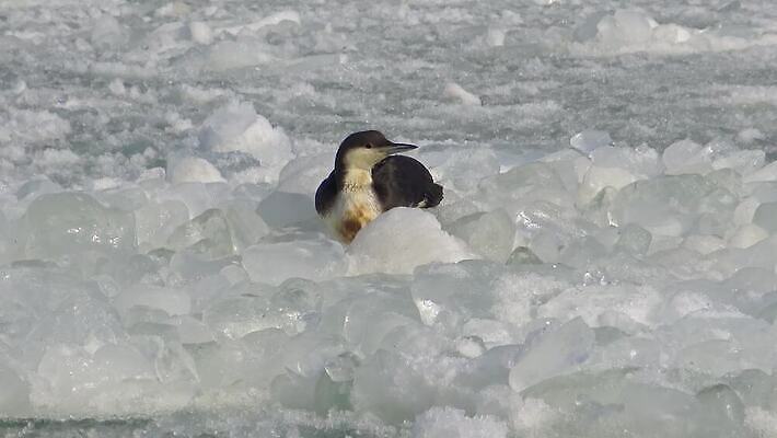 동물 유럽 호수 야생동물 바다 백그라운드 겨울 날개 자연 갈매기 조류 사람없음 초록색 물 여름 얼음 검은색 추위 흰색 잠수부 북극 깃털 부리 청어 4K MP4 해외동영상 클립영상 자연요소 계절 나라 컬러 어류 전문직 극지방 생태계 동영상 파일형식