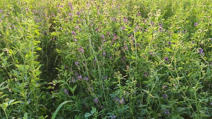 식물 구름 계절 꽃 산업 백그라운드 밭 농업 자연 하늘 씨앗 풍경 초원 사람없음 야외 초록색 여름 파란색 농작물 태양 농장 농경지 노란색 환경 맑음 봄 에너지 성장 벚꽃 시골 개화 기름 땅 유채 장면 내추럴 밭일 생태학 카놀라 수평선 4K MP4 해외동영상 클립영상 자연요소 교육 음식 컬러 날씨 생태계 동영상 파일형식