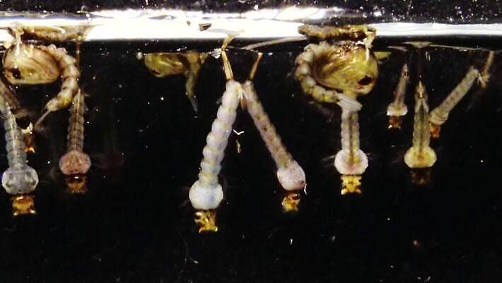 동물 야생동물 바다 곤충 자연 무척추동물 사람없음 물 환경 바닷속 수중 지중해 생태계 생물학 수족관 애벌레 토막 동물상 모기 생태학 우크라이나 4K 저서생물 MP4 해외동영상 클립영상 자연요소 교육 유럽 생물 조형물 해충 벌레 동영상 파일형식