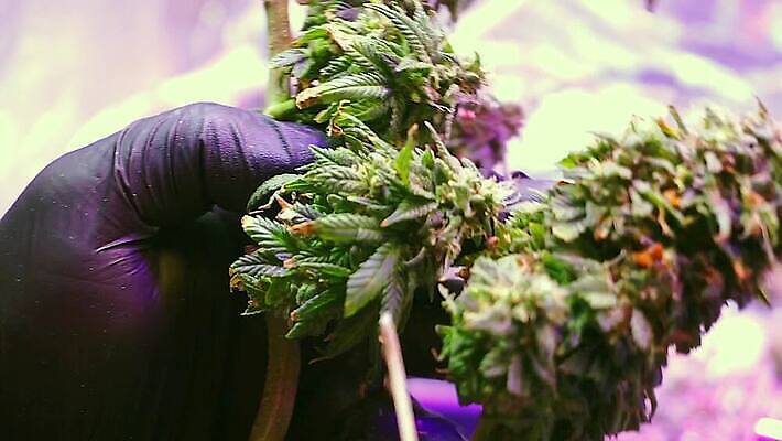 식물 손 장갑 잎 농업 실내 건강 사람 사람없음 농작물 약 농장 수확 성장 잡초 삼 약초 냄비 농부 허브 손질 중독 내추럴 다듬기 마약 밭일 대마초 마리화나 MOV 해외동영상 클립영상 직업 잡화 산업 채소 의학 모션 내부 신체부위 풀_식물 솥 동영상 파일형식