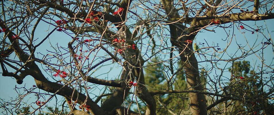 나무 동물 공원 날개 자연 조류 앉기 사람없음 야외 초록색 나뭇가지 숲 앵무새 서식지 내추럴 잉꼬 4K MOV 해외동영상 슬로모션 클립영상 식물 공공시설 컬러 모션 촬영기법 생태계 동영상 파일형식