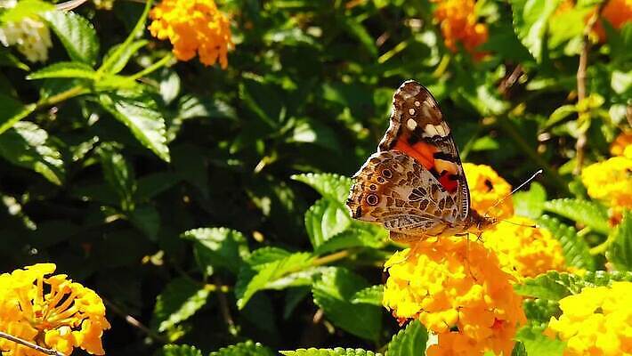 식물 꽃 나비 곤충 잎 날개 모션 자연 사람없음 빨간색 초록색 컬러풀 환경 모임 벚꽃 그리기 닫기 큼 수집 흔들림 보케 꽃가루 꿀 느림 블러효과 세이지 수유 코스모폴리탄 MP4 해외동영상 클립영상 동물 컬러 칵테일 크기 가루 생태계 동영상 블러 파일형식 효과