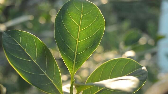 나무 식물 계절 백그라운드 단풍 잎 농업 자연 아침 사람없음 야외 초록색 햇빛 태양 환경 정원 맑음 봄 성장 신선 구멍 숲 환경보전 유기농 질감 부드러움 정맥 광합성 MP4 해외동영상 클립영상 주간 자연요소 웰빙 산업 컬러 날씨 감각 사회이슈 생태계 혈관 동영상 파일형식