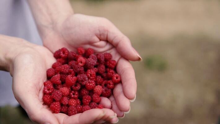 손 계절 열매 음식 농업 다이어트 과일 건강 손바닥 빨간색 여름 농장 정원 수확 신선 잡기 달콤 맛 유기농 원예 산딸기 내추럴 밭일 숙성 맛있는 4K MP4 해외동영상 클립영상 식물 웰빙 산업 컬러 컨셉 모션 취미 신체부위 동영상 파일형식