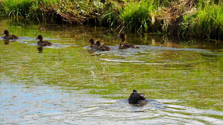 동물 1 야생동물 백그라운드 자연 조류 오리 사람없음 야외 빨간색 물 파란색 뷰티 검은색 수영 흰색 연못 깃털 부리 물새 내추럴 유라시아 MOV 해외동영상 클립영상 자연요소 유럽 아시아 컬러 수상스포츠 생태계 동영상 파일형식