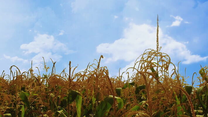 식물 구름 계절 음식 파도 줄기 백그라운드 잎 밭 농업 자연 하늘 바람 건조 건강 옥수수 풍경 사람없음 야외 초록색 파란색 농작물 농장 노란색 환경 농사 수확 성장 시골 신선 낟알 땅 흔들림 유기농 날것 슛 장면 내추럴 줄서기 타격 MOV 해외동영상 클립영상 자연요소 웰빙 산업 바다 컬러 모션 날씨 곡류 생태계 동영상 파일형식