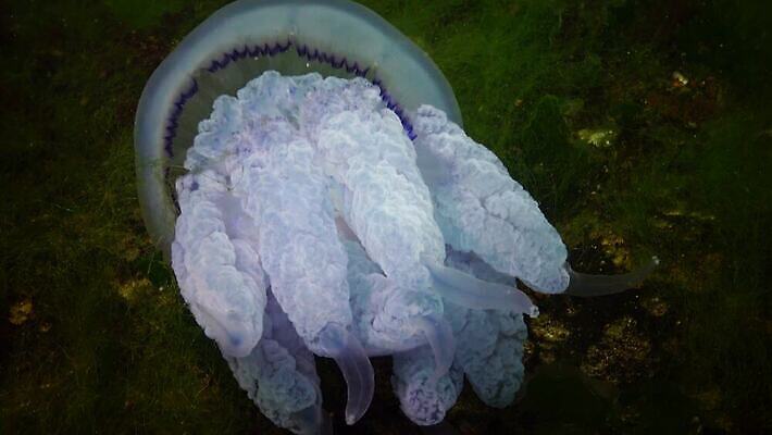 동물 야생동물 바다 무척추동물 통 사람없음 물 파란색 환경 바닷속 수중 투명 우아함 위험 지중해 생태계 육식동물 젤리 해파리 살인 생태학 소금물 필터 화상 4K 수중영상 MP4 해외동영상 클립영상 자연요소 교육 컬러 컨셉 디저트 범죄 자포동물 상처 동영상 파일형식