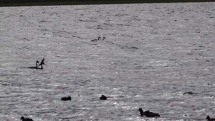 동물 호수 야생동물 자연 조류 오리 풍경 사람없음 물 반사 에너지 안개 연못 액체 재산 더위 폭발 화산 갈기 대야 와이오밍 지열 지질학 4K MP4 해외동영상 클립영상 자연요소 교육 날씨 산 금융 생태계 동영상 파일형식