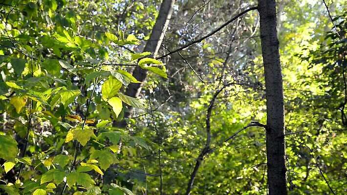 나무 식물 계절 컬러 백그라운드 단풍 잎 자연 파노라마 사람없음 빨간색 초록색 빛 컬러풀 햇빛 어둠 숲 포도나무 패닝샷 MOV 해외동영상 클립영상 촬영기법 태양 과일나무 생태계 동영상 파일형식