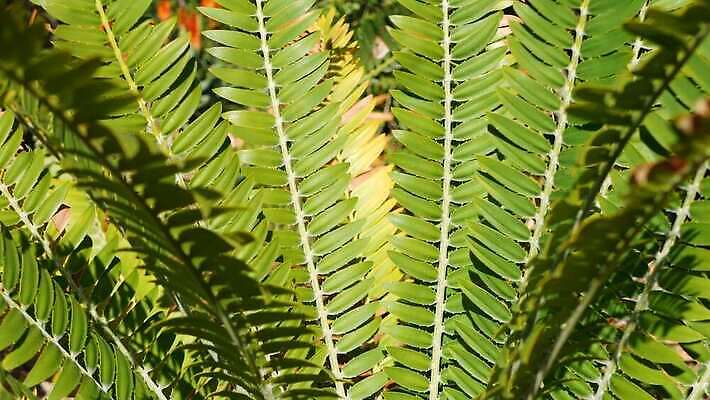 식물 컬러 백그라운드 단풍 잎 손바닥 사람없음 장식 초록색 정원 미국 활발 성장 신선 황무지 분위기 닫기 숲 열대우림 환경보전 에코 생태계 캘리포니아 내추럴 강렬 광합성 블러 삼림지대 아마존 양치류 그리너리 4K MP4 해외동영상 클립영상 손 컨셉 북아메리카 모션 환경 사회이슈 동영상 파일형식 트랜드컬러
