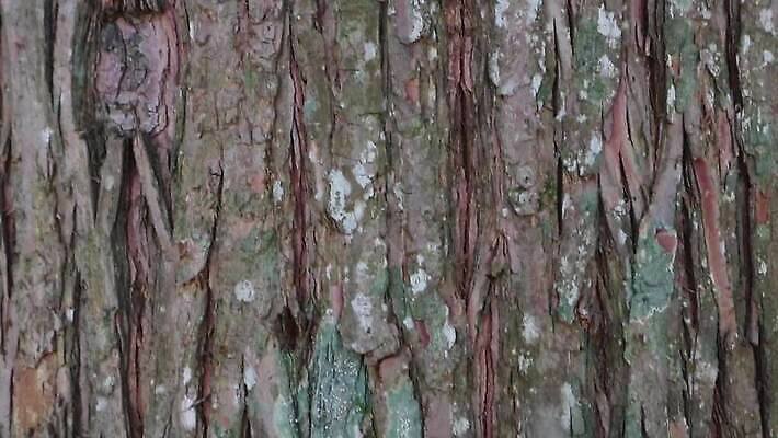 나무 식물 디자인 공원 선 백그라운드 패턴 자연 벽지 표면 날씨 추상 건조 사람없음 야외 목재 장식 갈색 환경 줄무늬 소나무 거친 보호 숲 낟알 피부 묘사 유기농 질감 나무껍질 섬유 잡동사니 내추럴 그런지 삼나무 수목 엘리먼트 노화 벡터 MP4 해외동영상 클립영상 웰빙 공공시설 컬러 컨셉 무늬 재료 신체부위 껍질 직물 생태계 동영상 파일형식