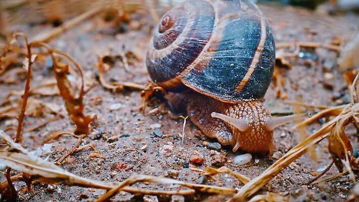 식물 동물 계절 유럽 야생동물 컬러 백그라운드 잎 밭 가족 자연 생물 연체동물 안테나 나선형 요리 사람없음 야외 초록색 환경 정원 봄 젖음 껍질 큼 속도 덮기 느림 내추럴 민달팽이 식용 끈적임 4K MOV 해외동영상 클립영상 나라 무늬 농업 통신 관계 모션 무척추동물 크기 생태계 동영상 파일형식 달팽이_동물