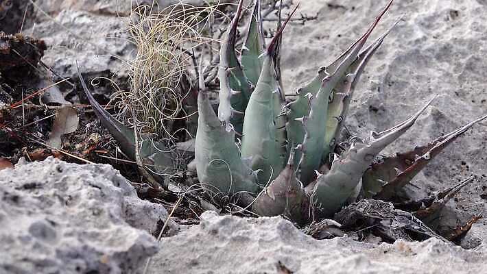 나무 식물 꽃 여행 백그라운드 자연 날씨 선인장 건조 풍경 사람없음 초록색 물 파란색 사막 뜨거움 가시 척추 날카로움 내추럴 뉴멕시코 다육식물 4K MP4 해외동영상 클립영상 자연요소 컬러 뼈 생태계 동영상 파일형식