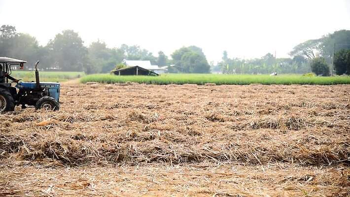 식물 계절 아시아 백그라운드 잎 밭 농업 자연 지팡이 하늘 건조 사람없음 초록색 파란색 농작물 농장 농경지 갈색 노란색 환경 수확 시골 땅 설탕 밀 원예 밀짚 내추럴 땅바닥 밭일 사탕수수 MOV 해외동영상 클립영상 나라 산업 컬러 곡류 바닥 취미 짚 생태계 동영상 파일형식