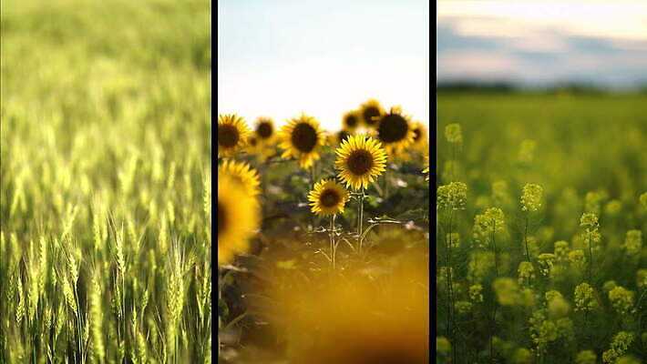 식물 계절 줄기 백그라운드 밭 농업 자연 하늘 바람 해바라기 풍경 초원 사람없음 야외 초록색 여름 농작물 농장 맑음 수확 성장 벚꽃 시골 낟알 밀 유채 유기농 보리 귀 모음 밀짚 내추럴 기르기 밭일 카놀라 호밀 4K MOV 해외동영상 클립영상 자연요소 웰빙 꽃 산업 컬러 날씨 곡류 신체부위 짚 생태계 동영상 돌봄 파일형식