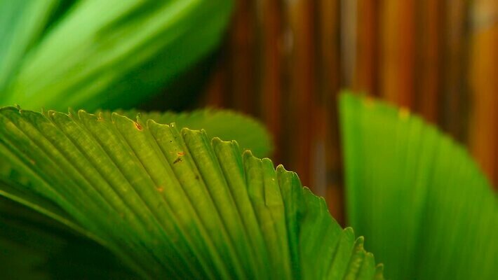 식물 외관 꽃 벽 컬러 백그라운드 잎 패턴 오렌지 자연 표면 따뜻함 손바닥 미술 동양인 사람없음 초록색 노란색 정원 스파 봄 줄무늬 수확 나뭇가지 뜨거움 열대우림 묘사 질감 복고 시멘트 내추럴 강렬 그런지 이국적 미니멀 MOV 해외동영상 클립영상 나무 손 계절 무늬 농업 과일 문화예술 인종 숲 생태계 동영상 파일형식