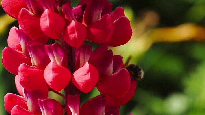 식물 동물 꽃 곤충 백그라운드 꽃무늬 자연 사람없음 초록색 뷰티 보라색 봄 벚꽃 개화 수분 제비꽃 꽃가루 꿀 내추럴 호박벌 MOV 해외동영상 클립영상 계절 컬러 무늬 벌_곤충 가루 생태계 동영상 파일형식