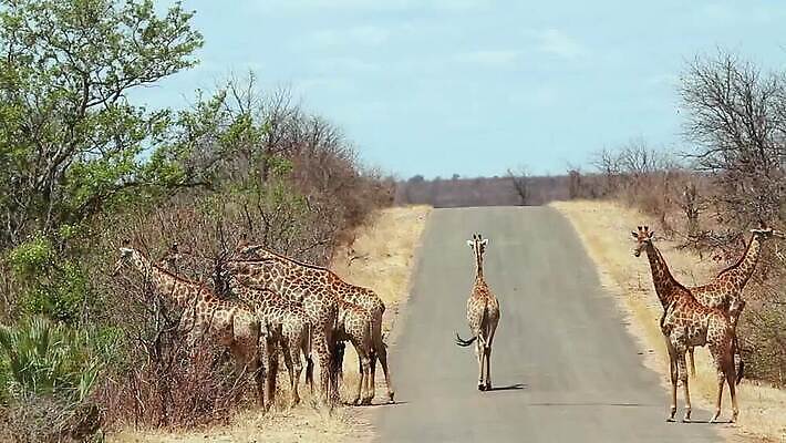 동물 도로 야생동물 포유류 모션 아프리카 자연 국립공원 풍경 사람없음 걷기 그룹 황무지 보호 군중 기린 사파리 서식지 남아프리카 보츠와나 보호구역 크루거 MOV 해외동영상 클립영상 공원 나라 길 컨셉 교통시설 사람 생태계 동영상 남아프리카공화국 구역 파일형식