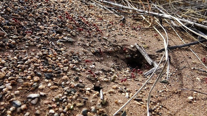 모래 백그라운드 자연 사람없음 야외 미국 사막 모래언덕 언덕 개미 불개미 콜로라도 4K MP4 해외동영상 클립영상 곤충 북아메리카 생태계 동영상 파일형식