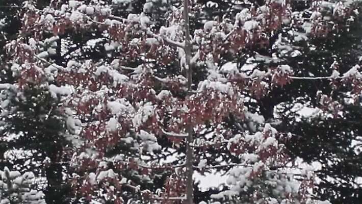 나무 계절 백그라운드 컨셉 크리스마스 겨울 자연 벽지 날씨 산 풍경 사람없음 야외 환경 정원 계곡 냉동 침묵 추위 나뭇가지 황무지 서리 자작나무 내추럴 제설기 폭설 눈내림 MOV 해외동영상 클립영상 식물 기념일 눈_날씨 소리 자연재해 생태계 동영상 제설 파일형식