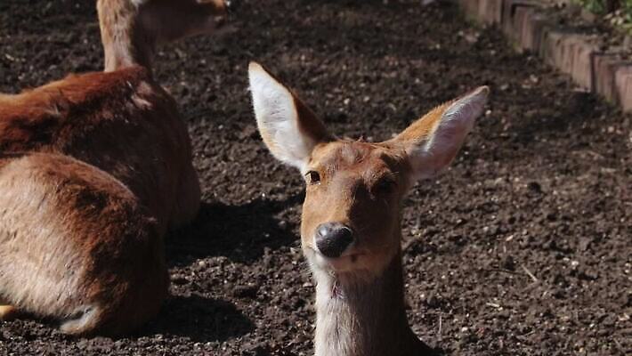 동물 응시 유럽 야생동물 사슴 털 동물원 사람없음 갈색 암사슴 타임랩스 MOV 해외동영상 클립영상 시선 나라 컬러 포유류 촬영기법 암컷 동영상 파일형식