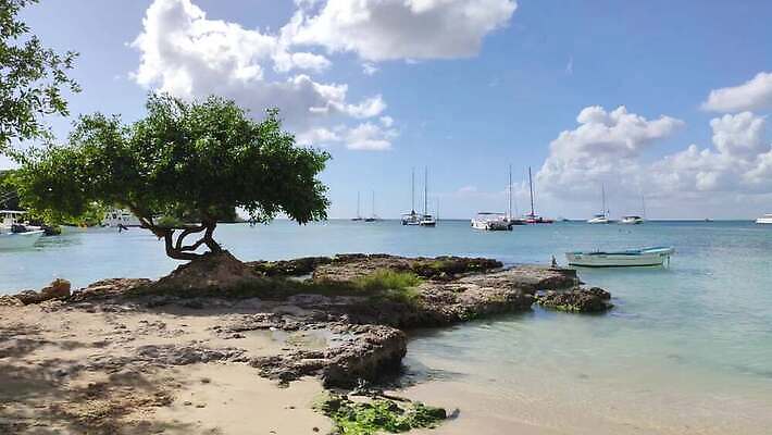 나무 식물 모래 바다 섬 잎 자연 하늘 휴가 휴식 손바닥 사람없음 초록색 파란색 태양 뷰티 평화 맑음 미국 꿈 낭만 흰색 만 뜨거움 보트 휴양지 코코넛 석호 도미니카공화국 이국적 파라다이스 4K MP4 해외동영상 클립영상 자연요소 손 컬러 컨셉 북아메리카 배_교통 과일 날씨 장소 남아메리카 생태계 동영상 파일형식